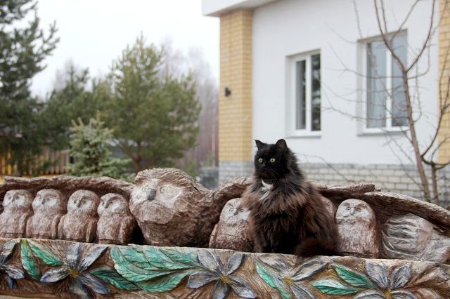 Кот Филимон из Керженского заповедника попал в программу «Доброе утро» на Первом канале