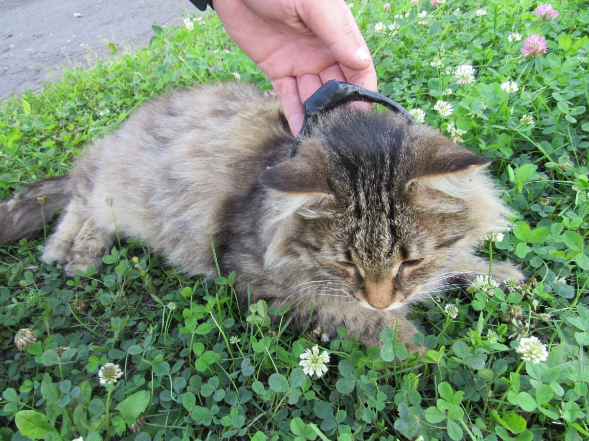 Кота-наркокурьера поймали в колонии в Нижегородской области