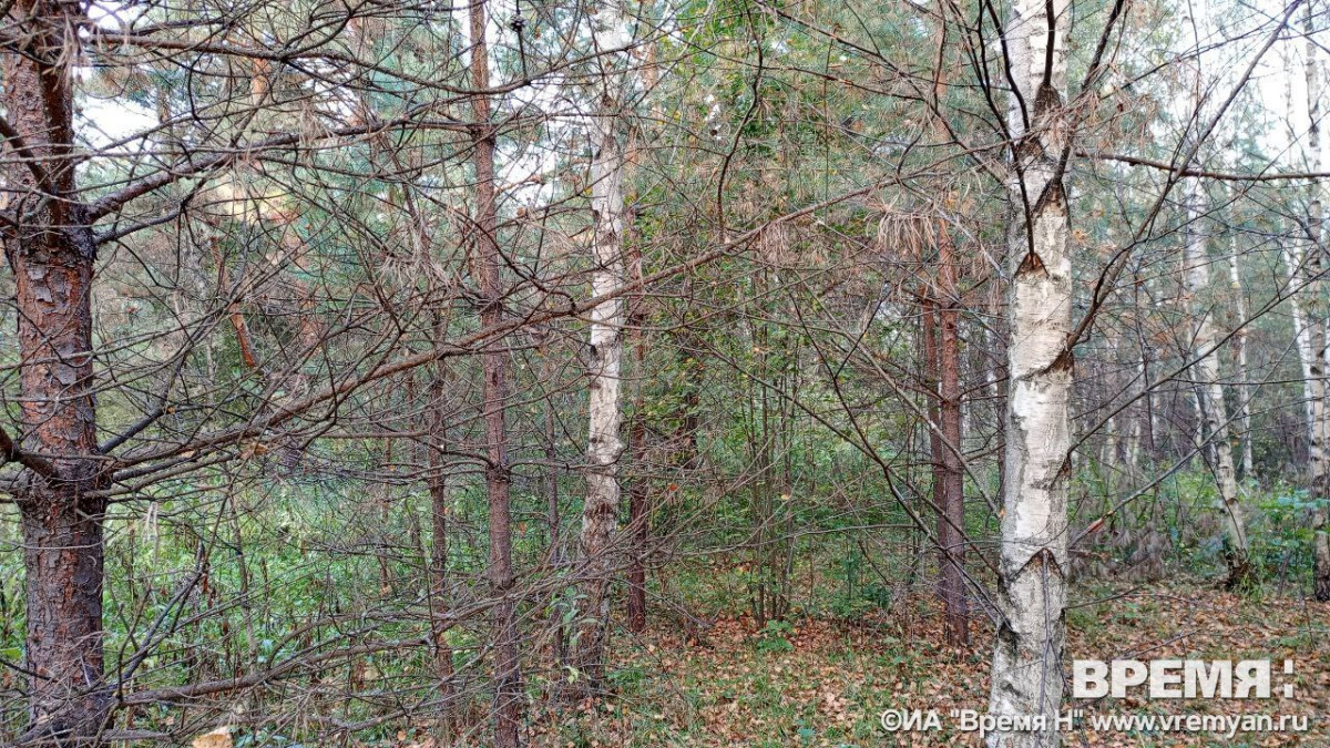 IV класс пожароопасности лесов и торфяников ожидается по Нижегородской области