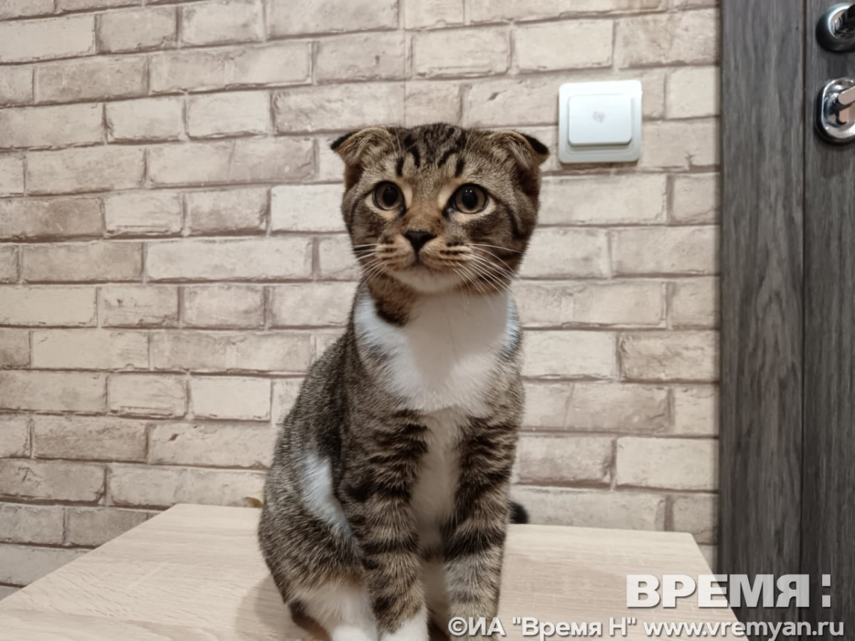 Пять кошек из приютов нашли новых хозяев на выставке «Зоомир» в Нижнем Новгороде