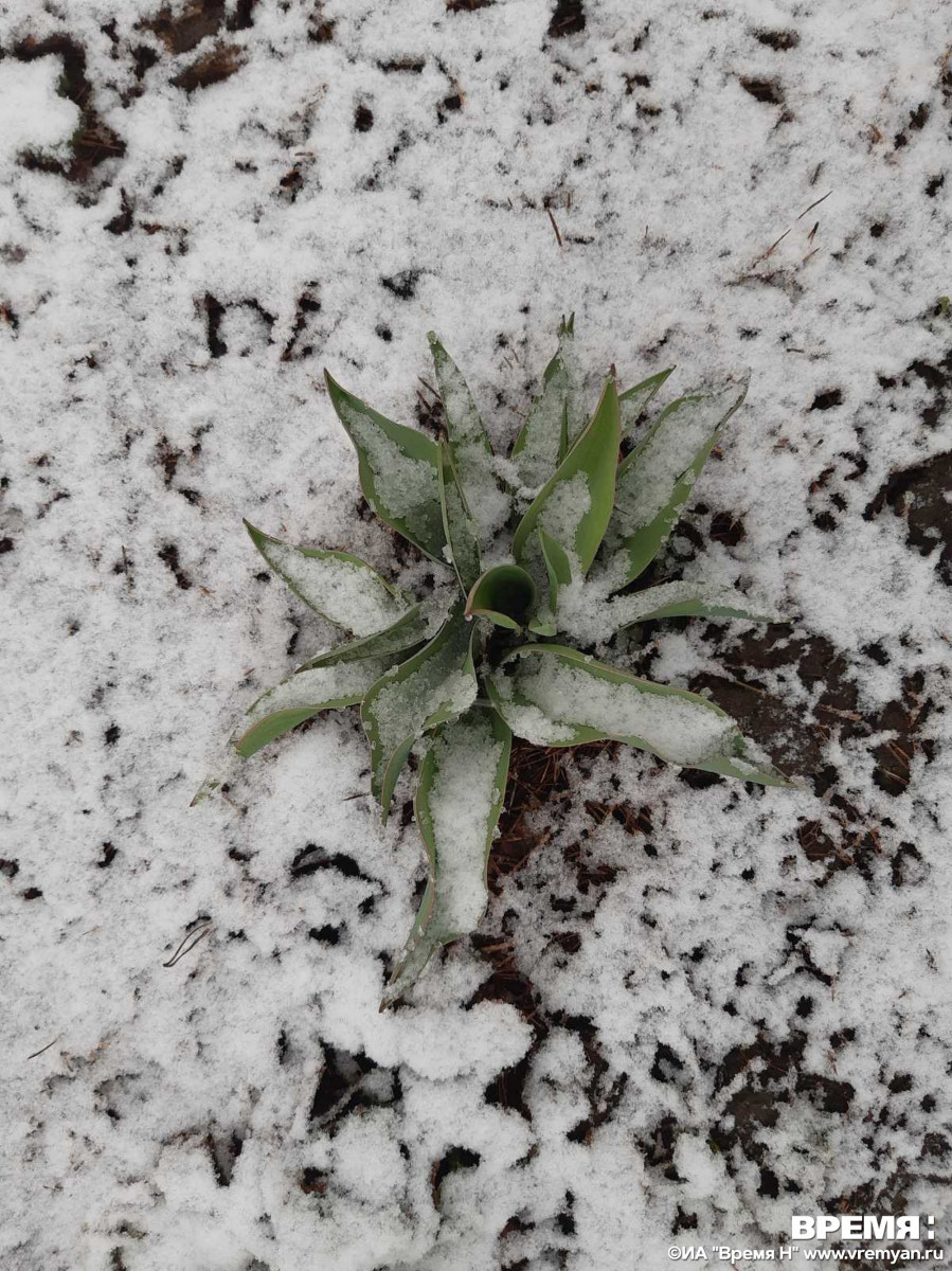 Первый снег выпал в Нижегородской области 19 октября