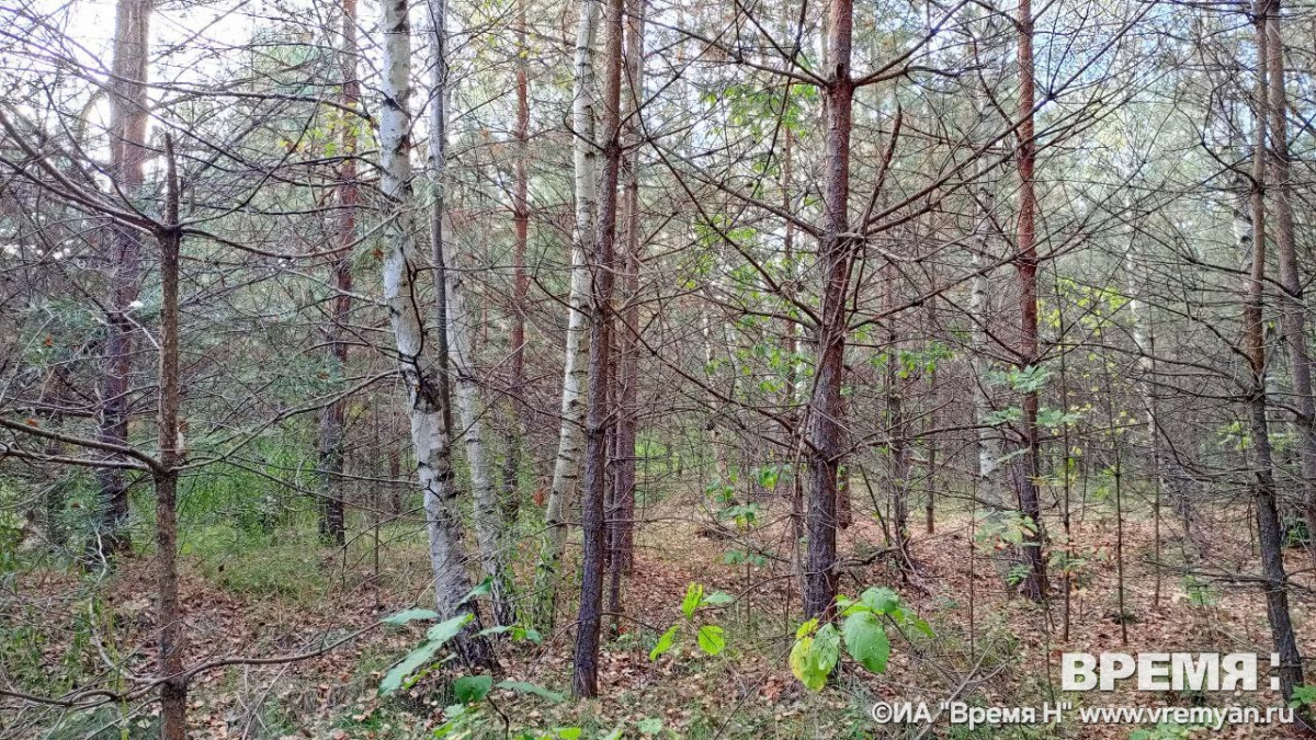 Жителю Перевозского округа грозит лишение свободы и штраф за вырубку трех сосен