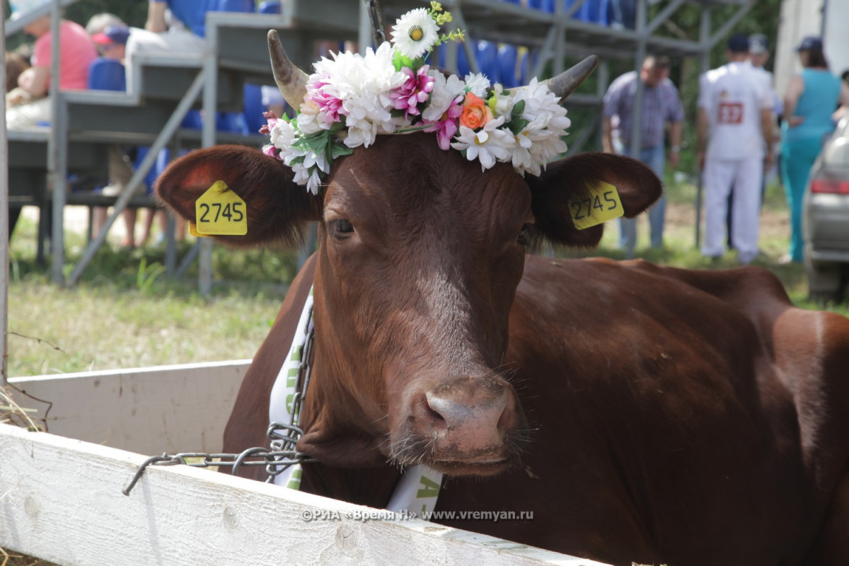 Подведены итоги первого Всероссийского агродиктанта