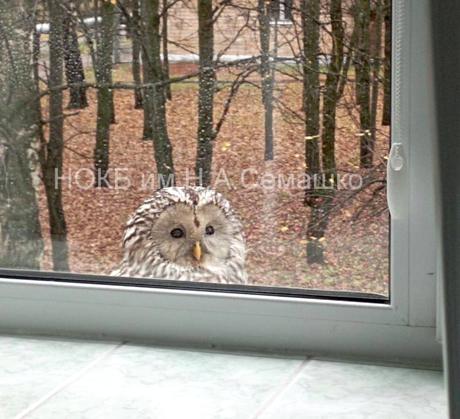 Совёнок прилетел к пациентам больницы Семашко