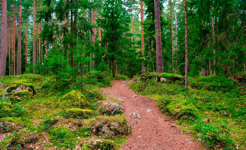 Т2 предлагает клиентам подключать экотарифы и спасать леса