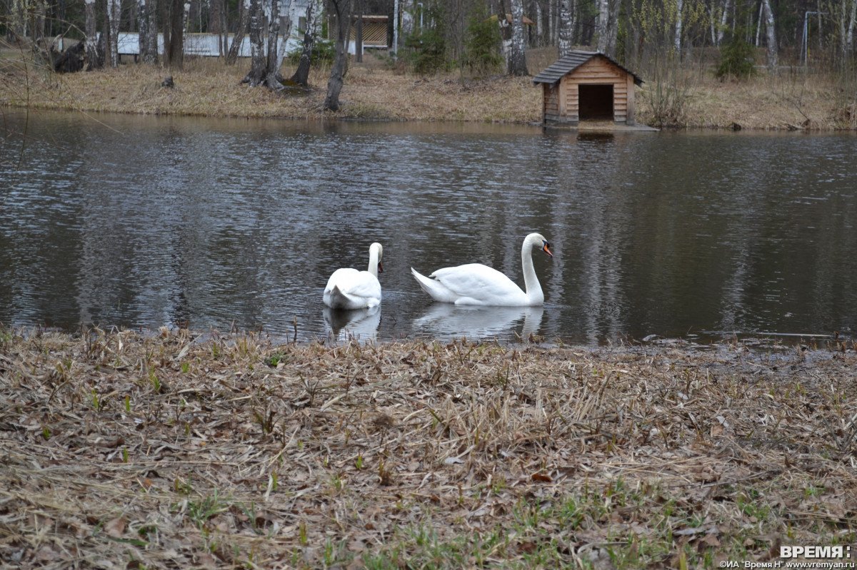 Подкормка птиц началась в лесах Нижегородской области
