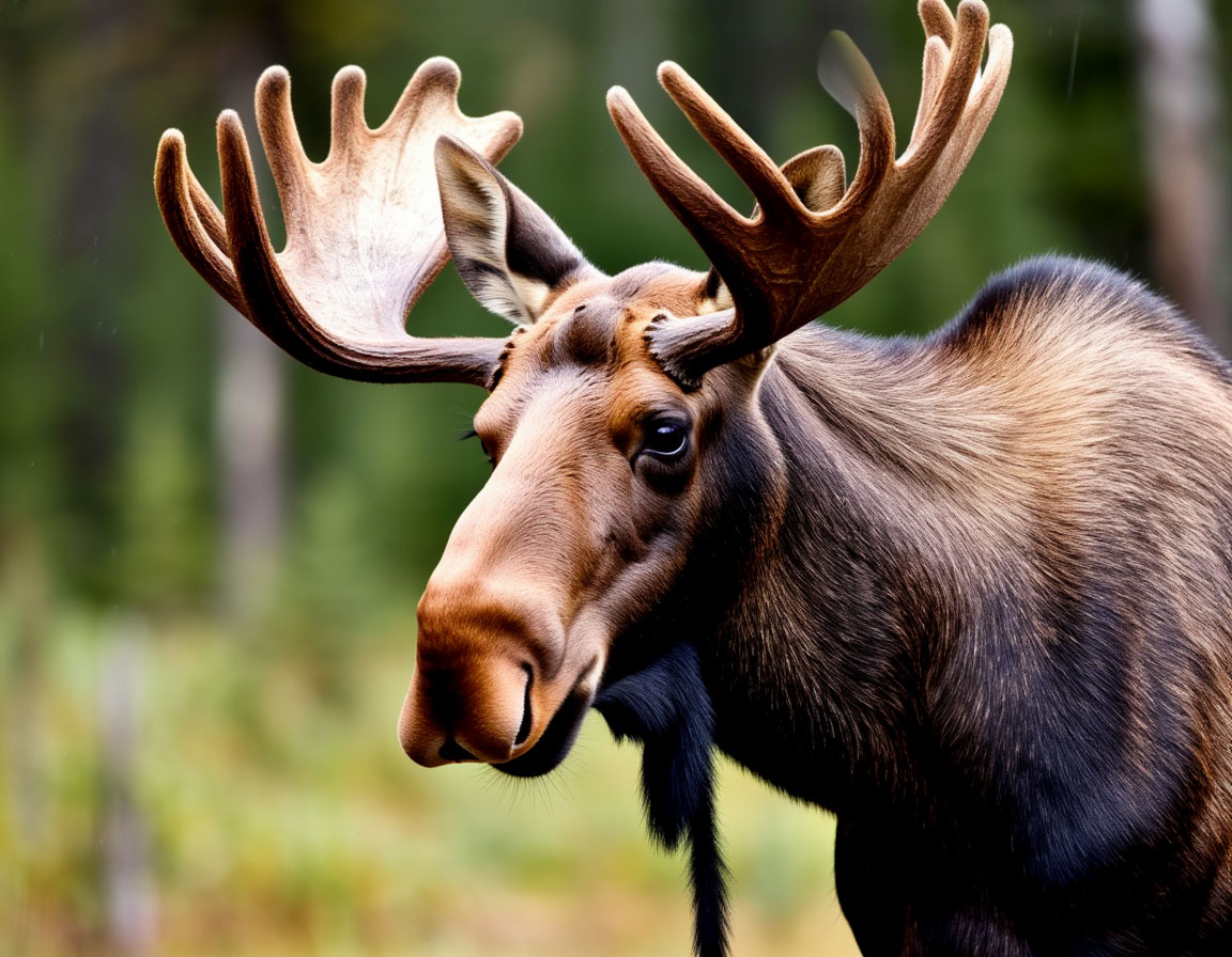 Браконьер, убивший двух лосей, предстанет перед судом в Нижнем Новгороде