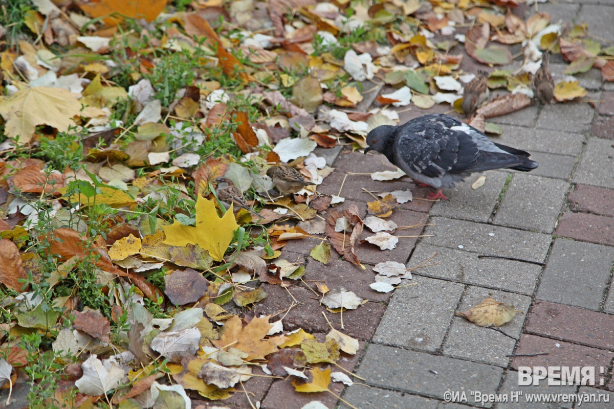 Холодно и пасмурно будет в Нижнем Новгороде в эти выходные