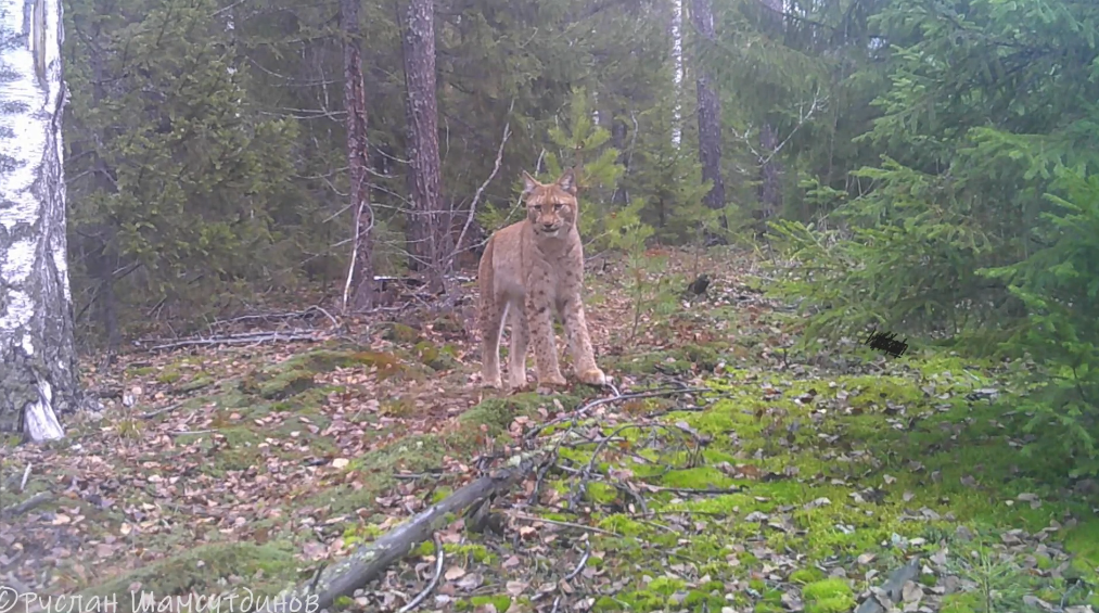 Рысь попала в фотоловушку в Нижегородской области