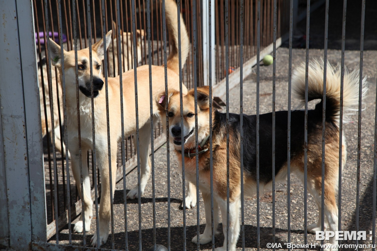 18 случаев бешенства зафиксировано в Нижегородской области
