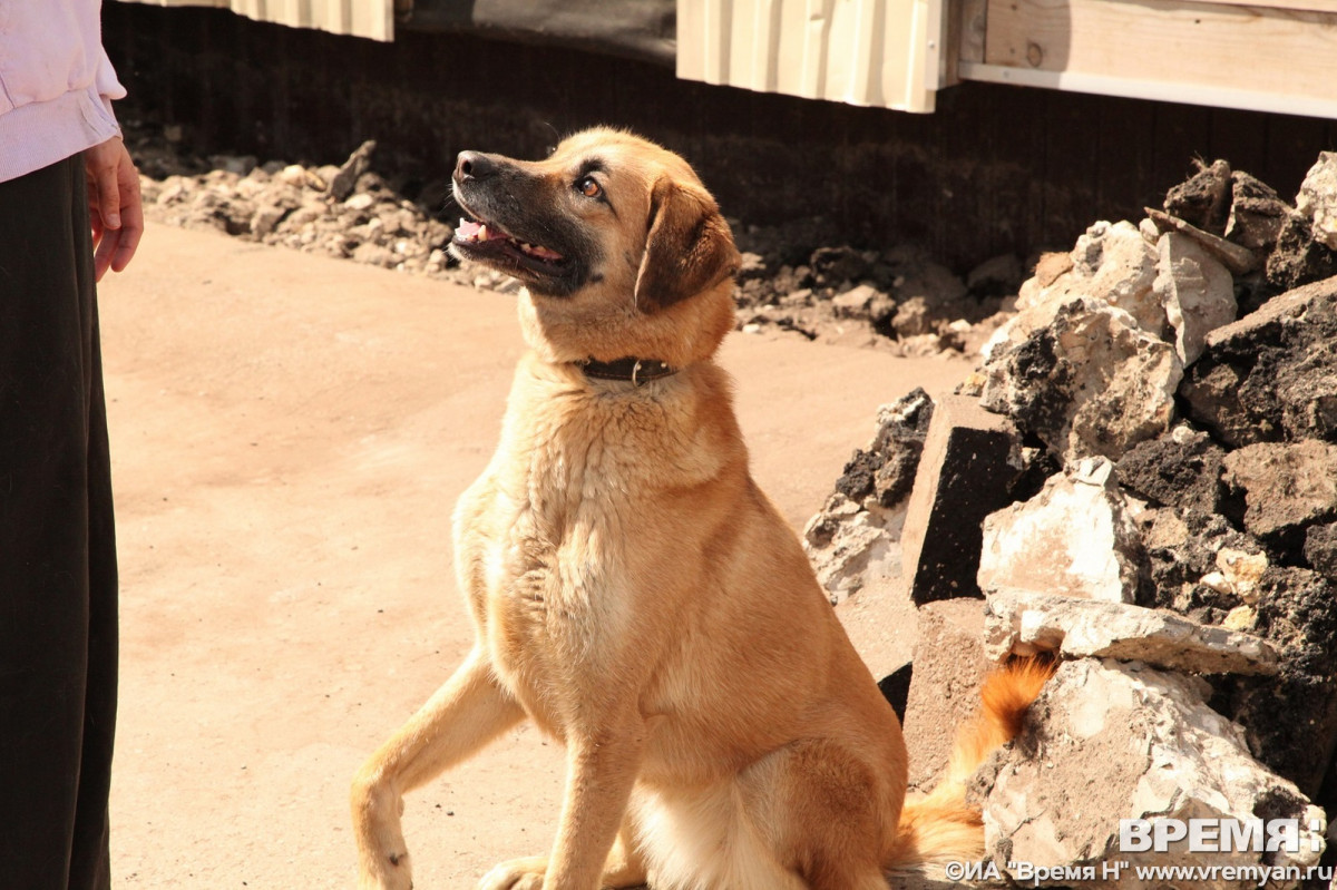 Карантин по бешенству снят в нескольких районах Нижегородской области