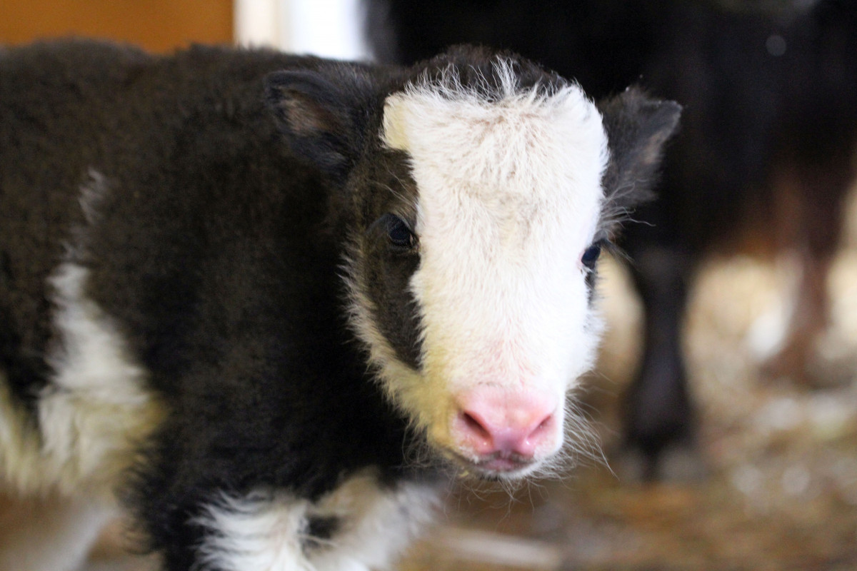 Пара яков Лера и Гамлет из нижегородского зоопарка «Лимпопо» стали родителями