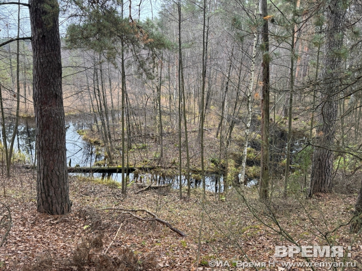 Нижегородцам напомнили о правилах поведения при встрече с кабанами в период гона