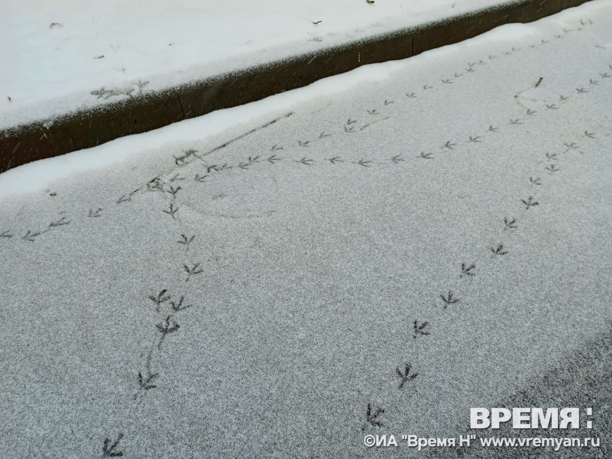 Дождь со снегом ожидается в последний день осени в Нижнем Новгороде