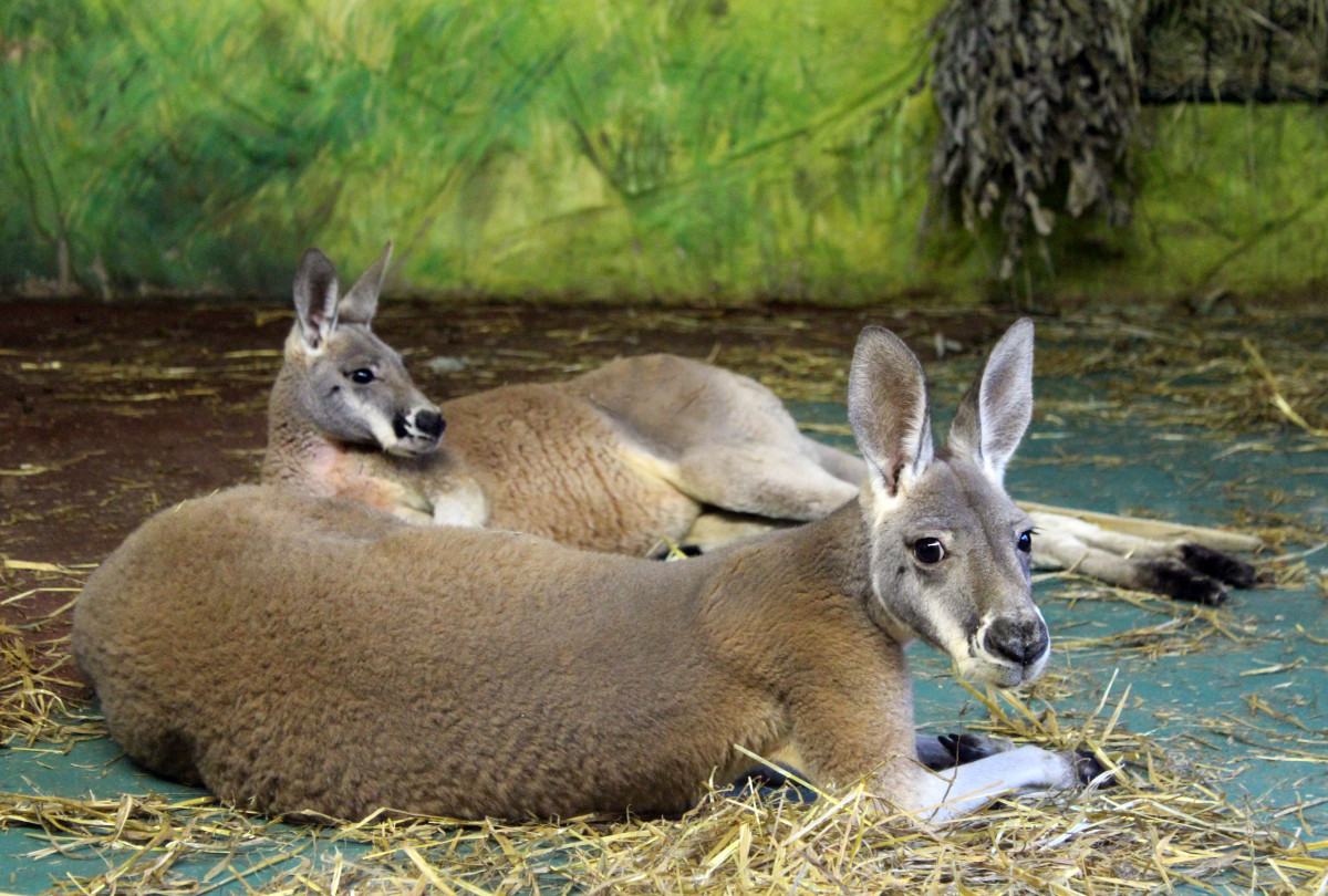 Самые большие в мире кенгуру поселились в нижегородский зоопарк «Лимпопо»
