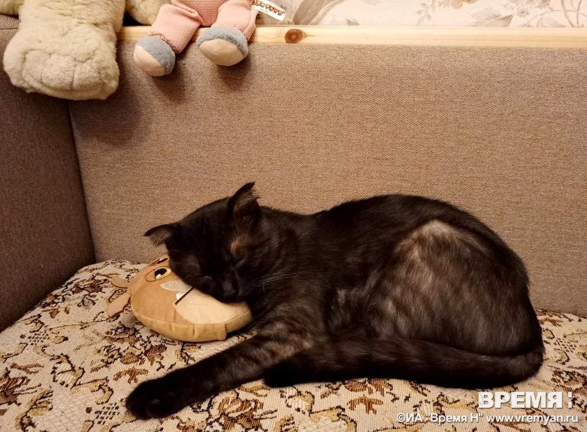 Потерявшийся кот преодолел 6 тысяч километров и благополучно вернулся домой