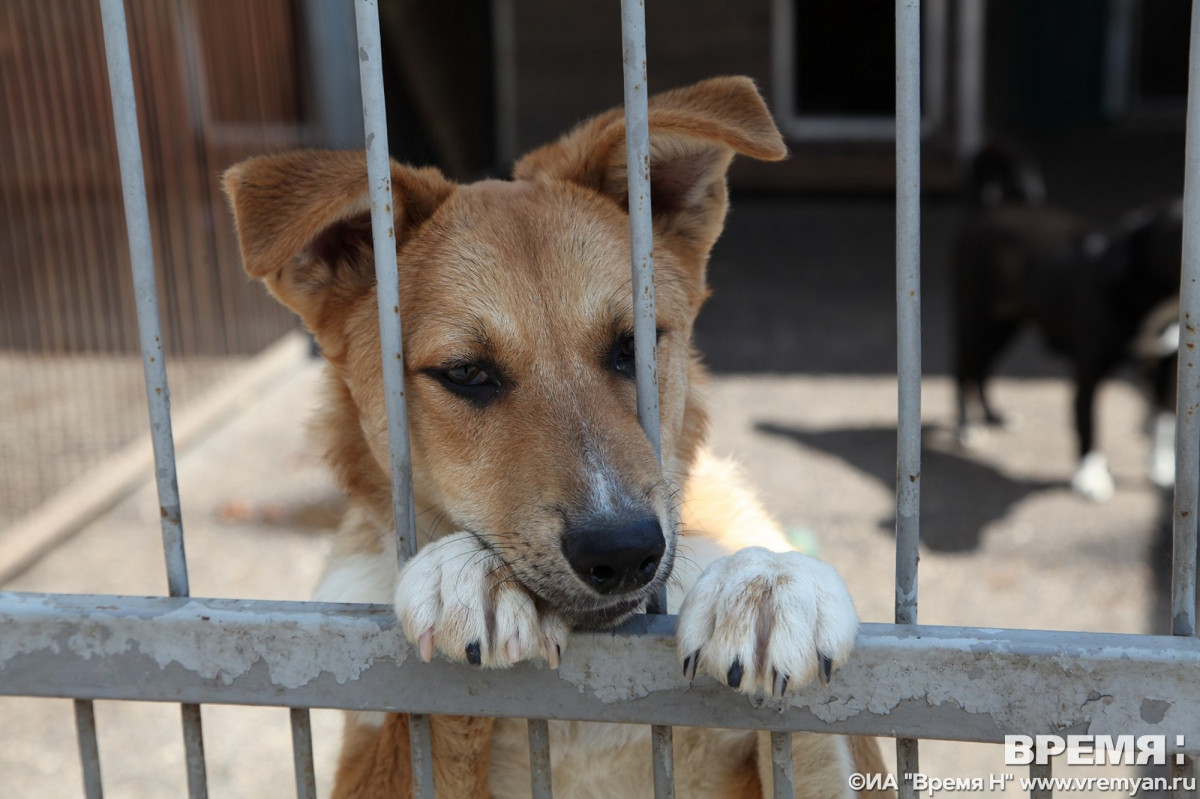 Зоозащитники обвинили приюты в жестоком обращении с животными