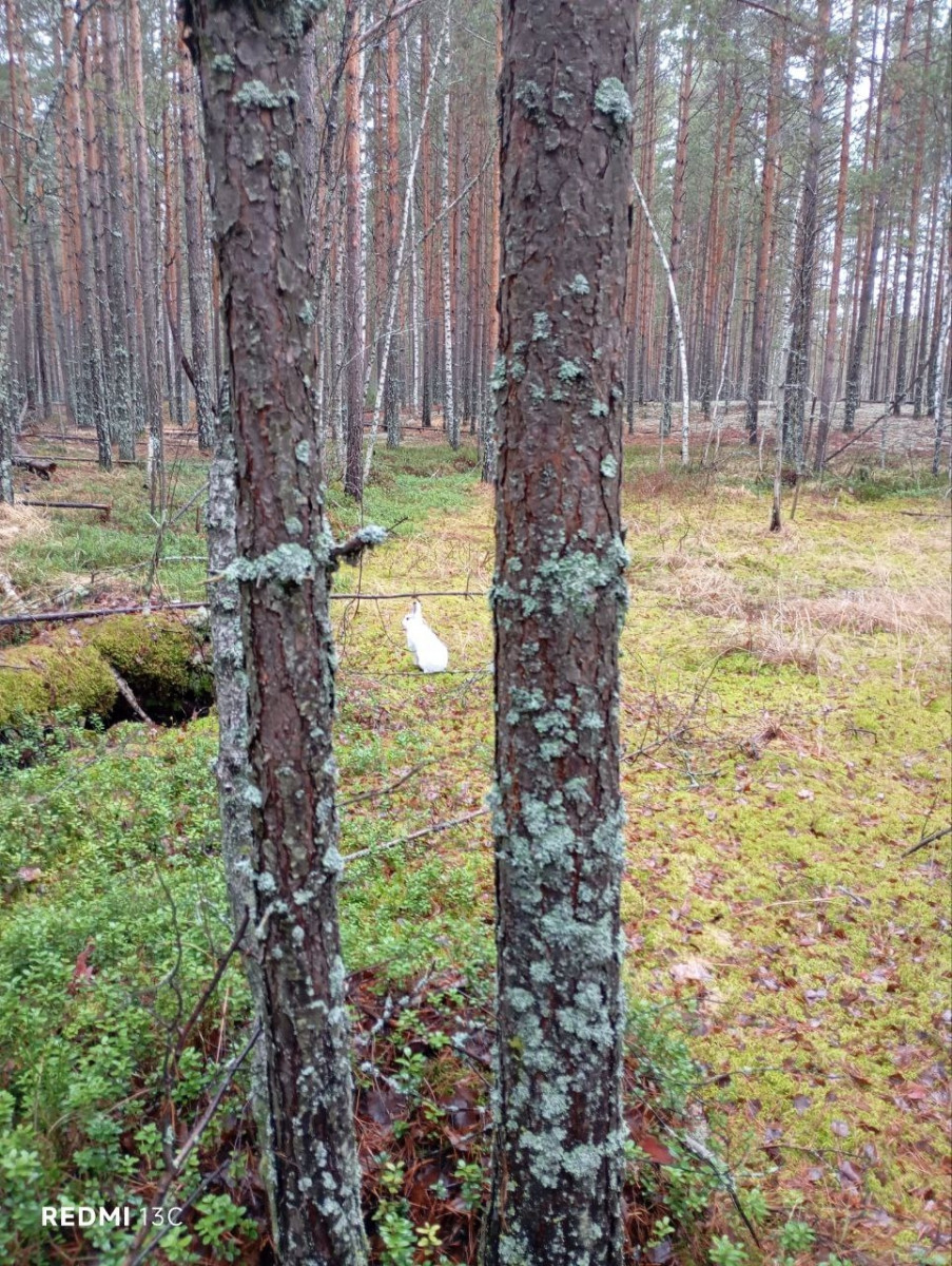 В Керженском заповеднике зайцы полиняли, не дождавшись снега