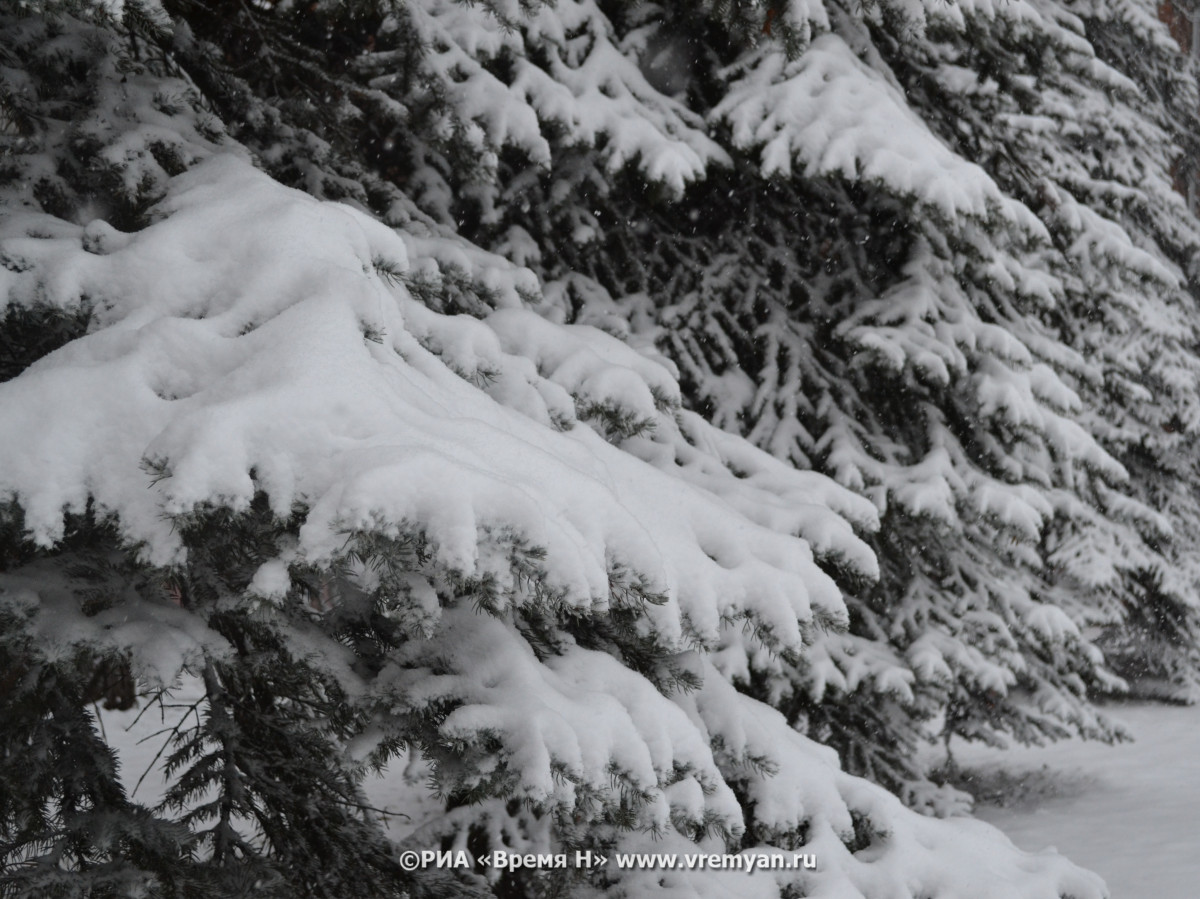 Глава Рослесхоза Советников напомнил нижегородцам о штрафах за вырубку елки