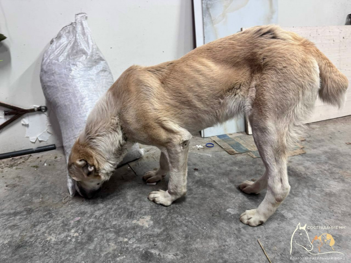 В приюте «Сострадание НН» спасают избитого и больного алабая