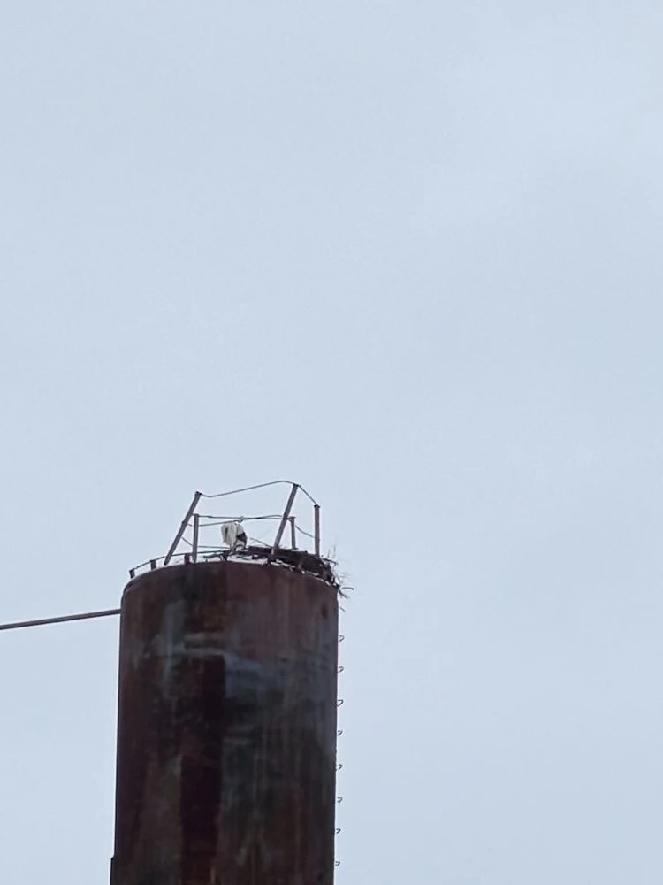 Специалисты снова заметили аиста на водонапорной башне в Перевозе