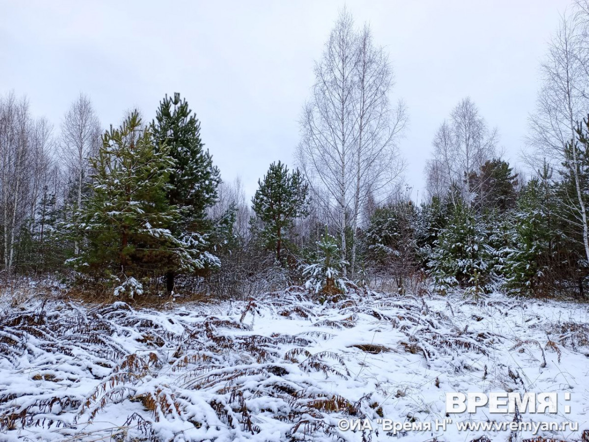 Дневная прогулка лося в Воротынском округе попала на видео