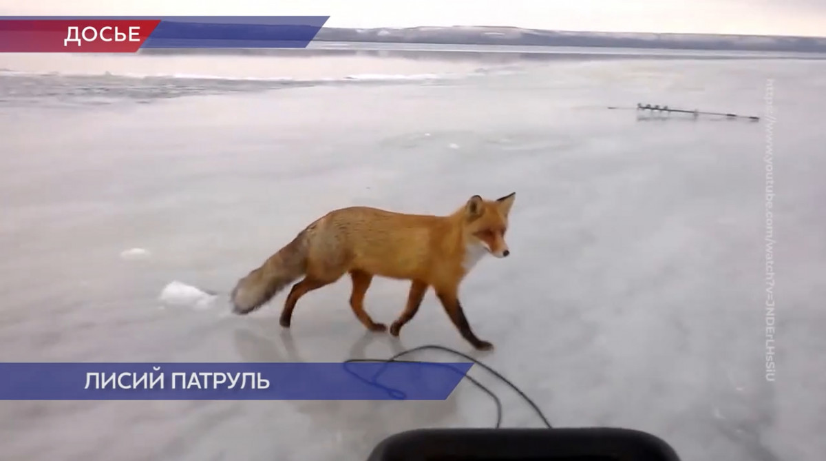 Вакцину от бешенства разложили у «Школы 800» в Нижнем Новгороде после появления лис