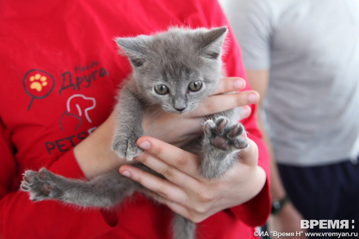 кошки коты котята лето пристрой12