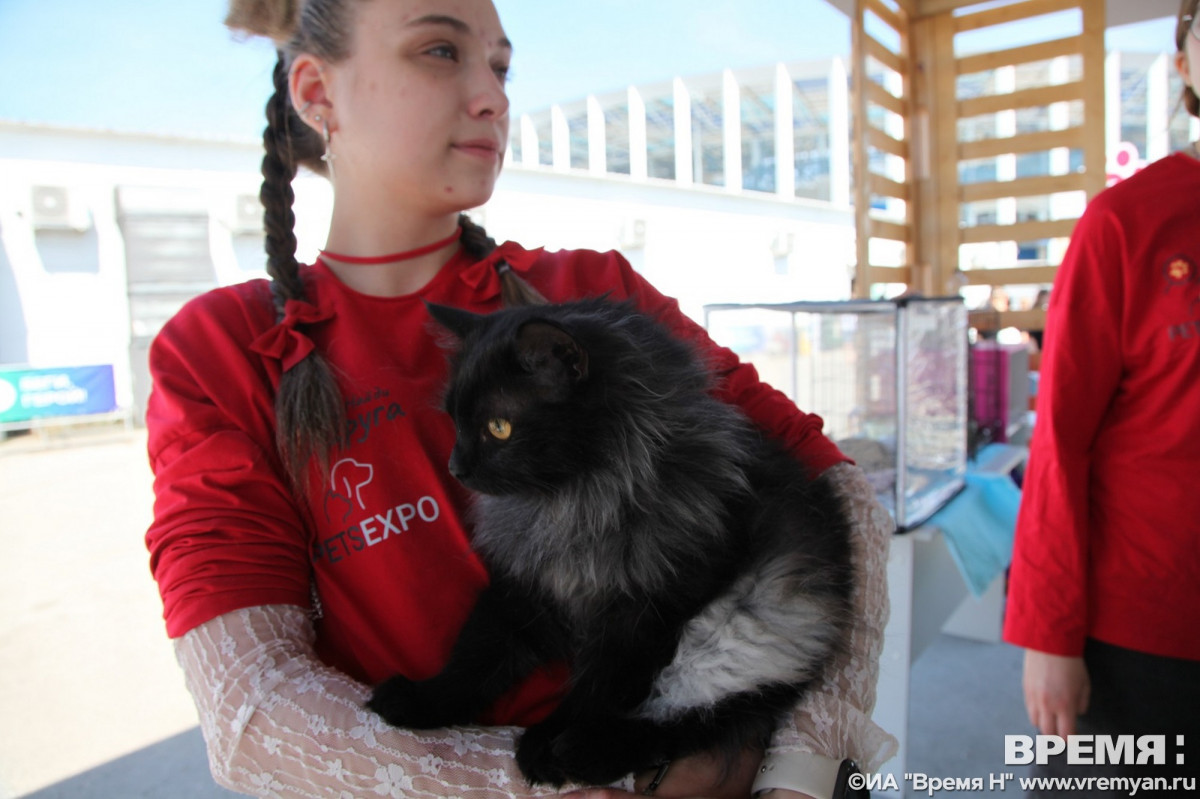 кошки коты котята лето пристрой4