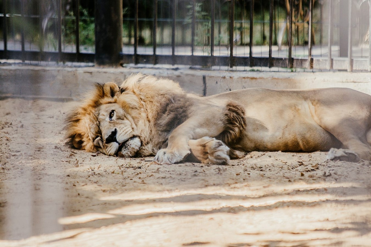 Лев Ричард умер в зоопарке «Маленькая страна» в Балахне
