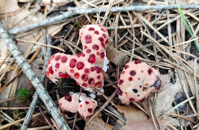 «Кровоточащий» гриб нашла нижегородка на экотропе в Керженском заповеднике
