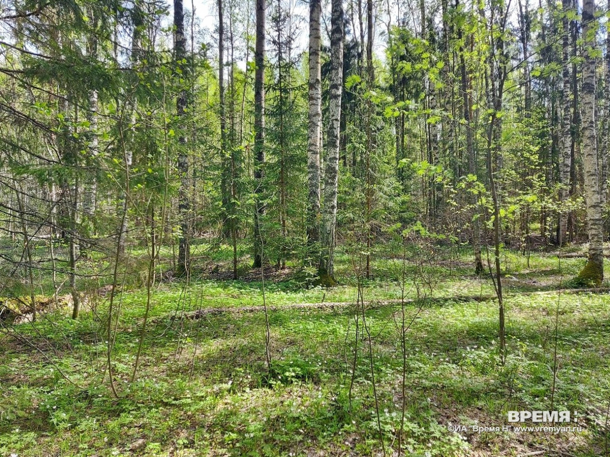 Высокая пожароопасность лесов ожидается по юго-востоку Нижегородской области